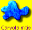 Caryota mitis