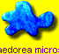 Chamaedorea microspadix