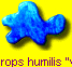 Chamaerops humilis 