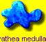 Cyathea medullaris
