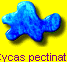 Cycas pectinata