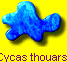 Cycas thouarsii