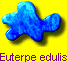 Euterpe edulis