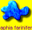 Raphia farinifera