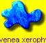 Ravenea xerophylla