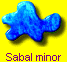 Sabal minor