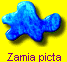 Zamia picta
